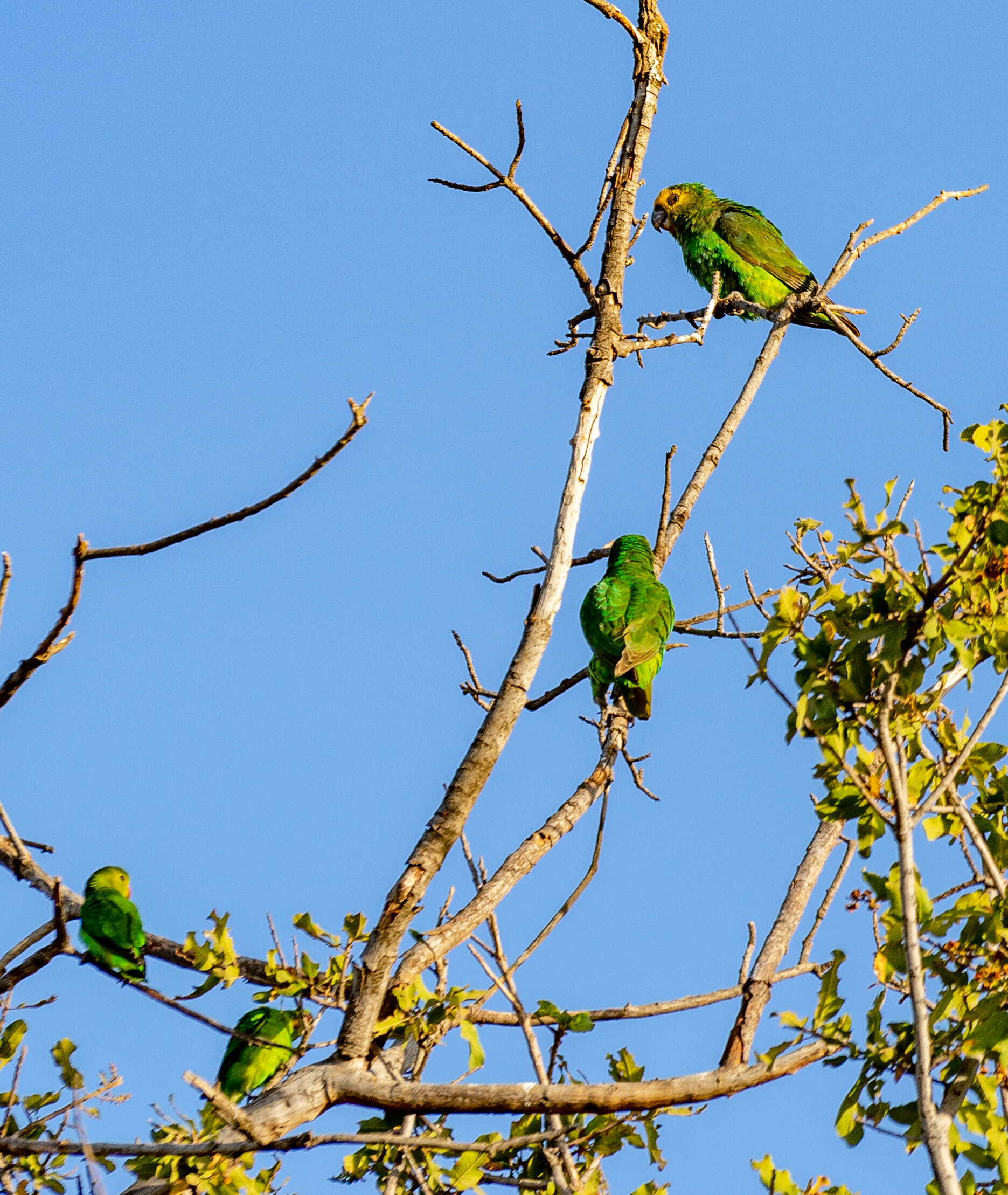 Image of Yellow-fronted Parrot