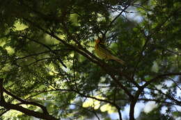 Image of Blackburnian Warbler