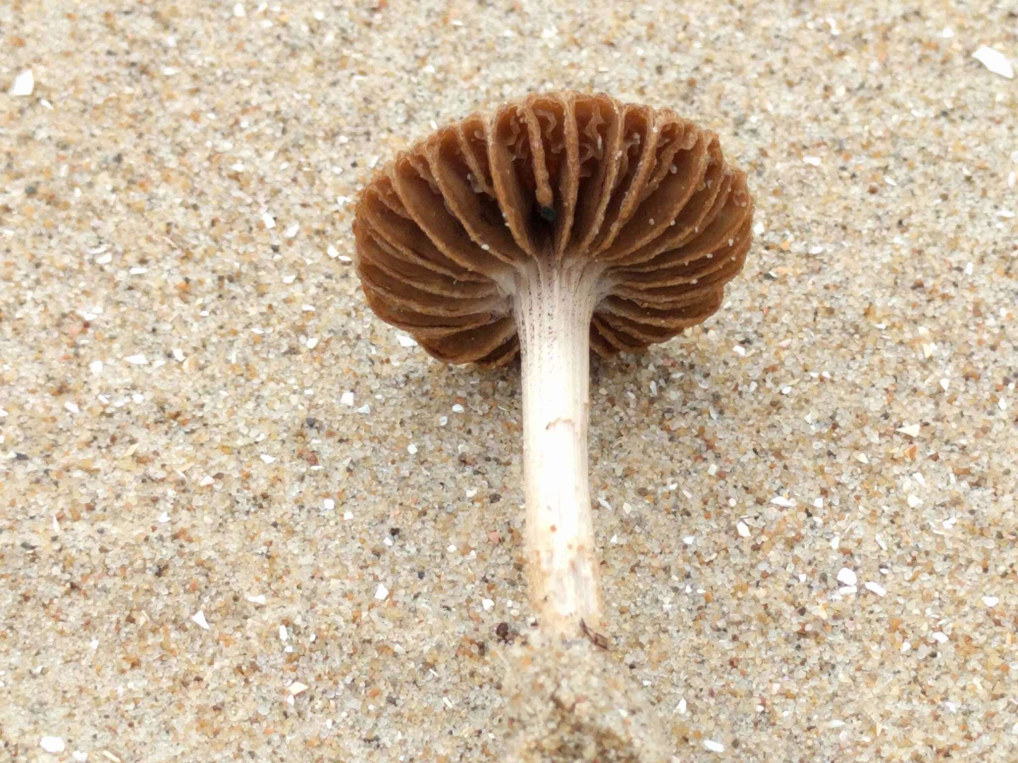 Imagem de Psathyrella ammophila (Durieu & Lév.) P. D. Orton 1960