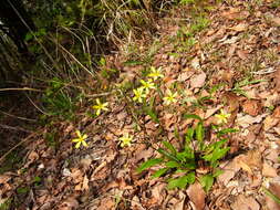 Image of Ixeridium dentatum subsp. dentatum