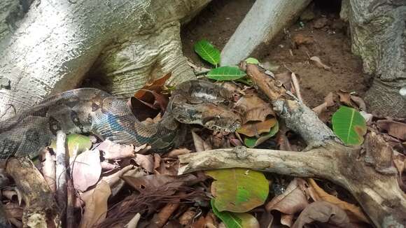 Image of Central American Boa