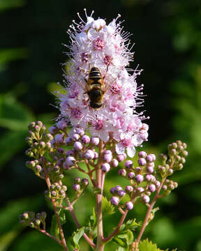 Image of <i>Eristalis nemorum</i>