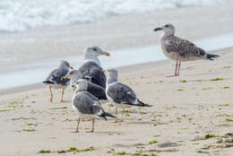 Image of Lesser Black-backed Gull