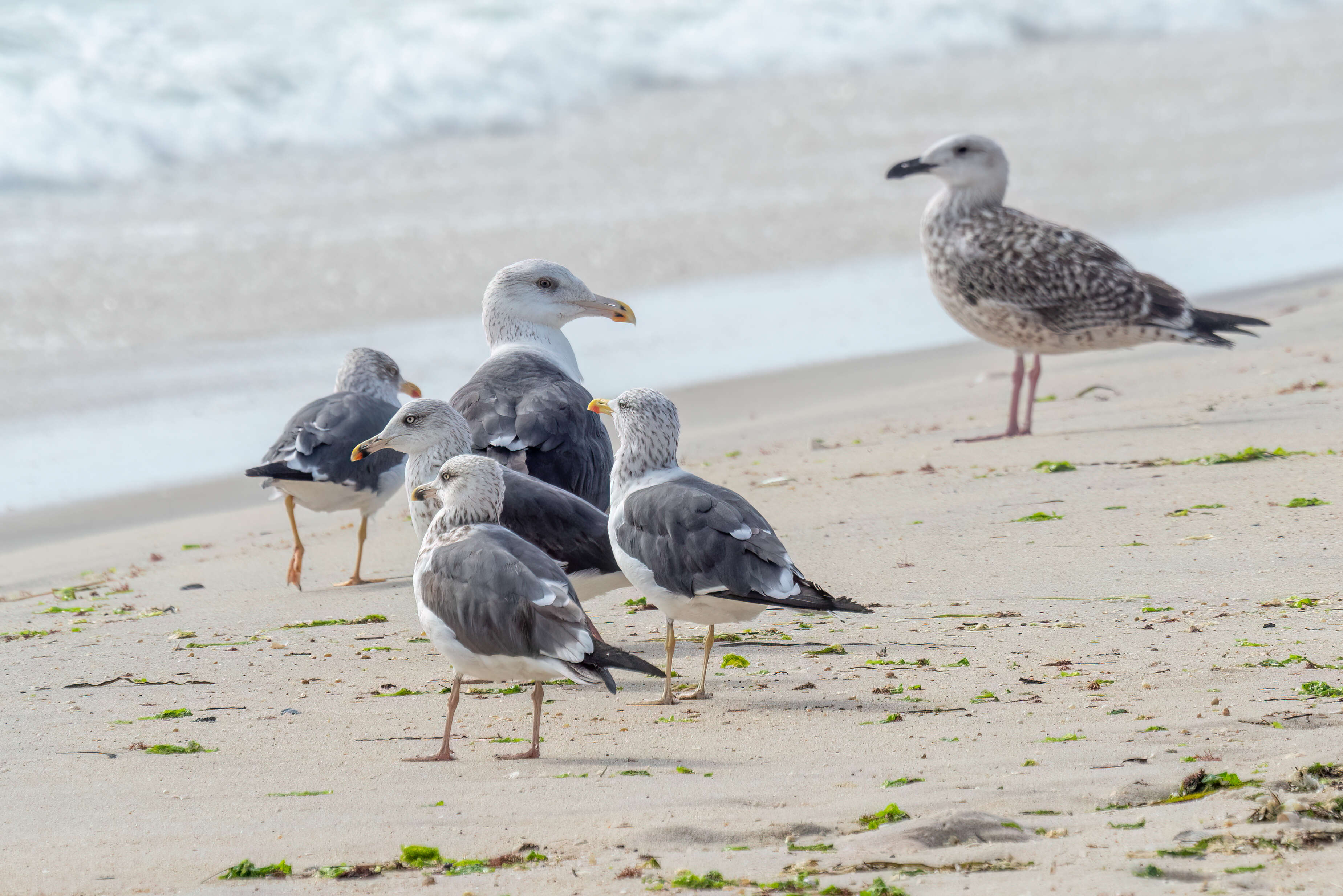 Image of Lesser Black-backed Gull