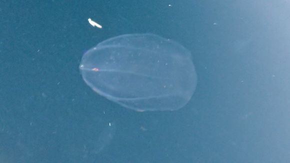 18.https www inaturalist org photos 5837476.580x360
