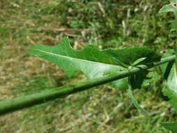 Plancia ëd Sonchus arvensis L.