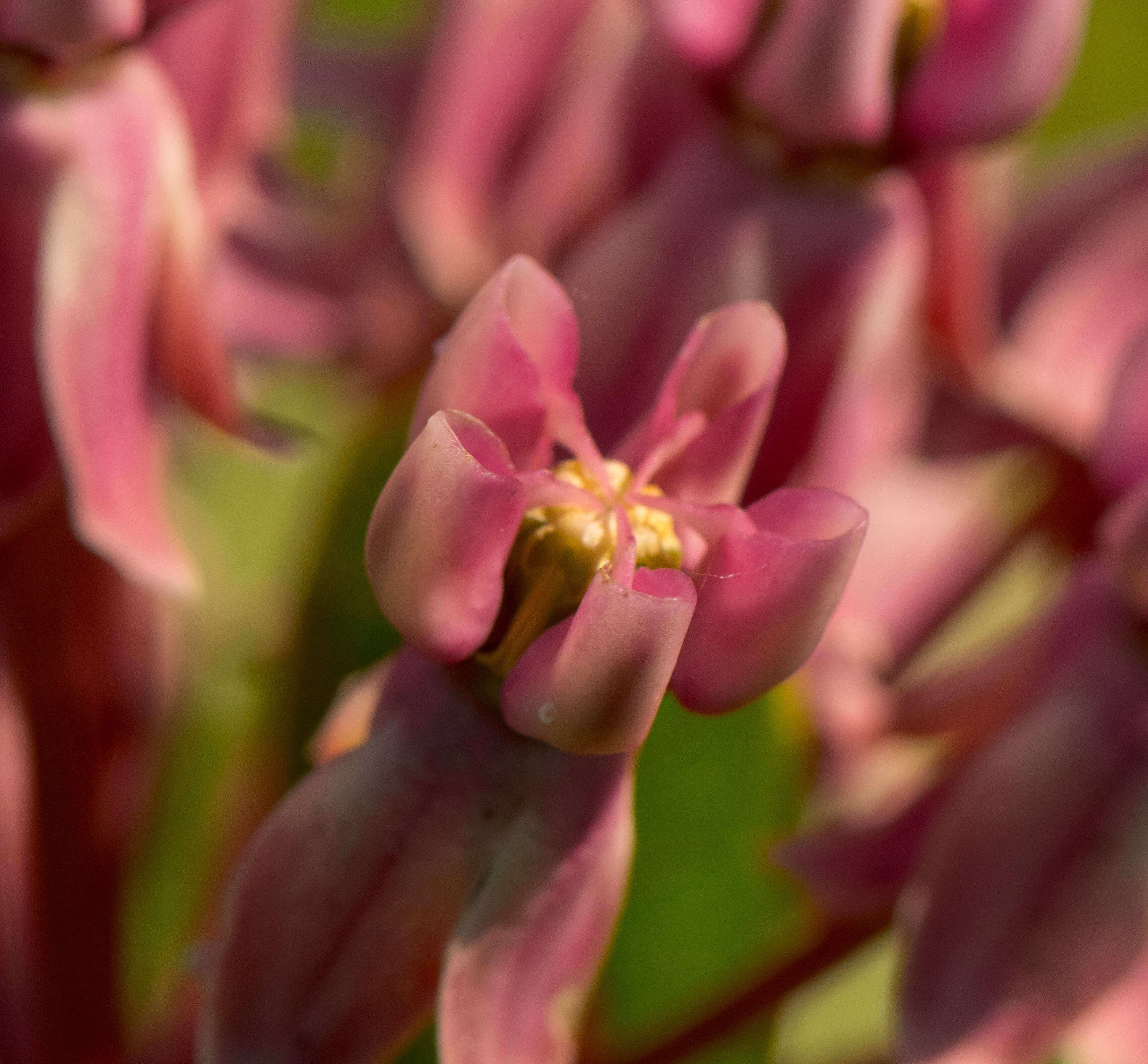 Image of prairie milkweed