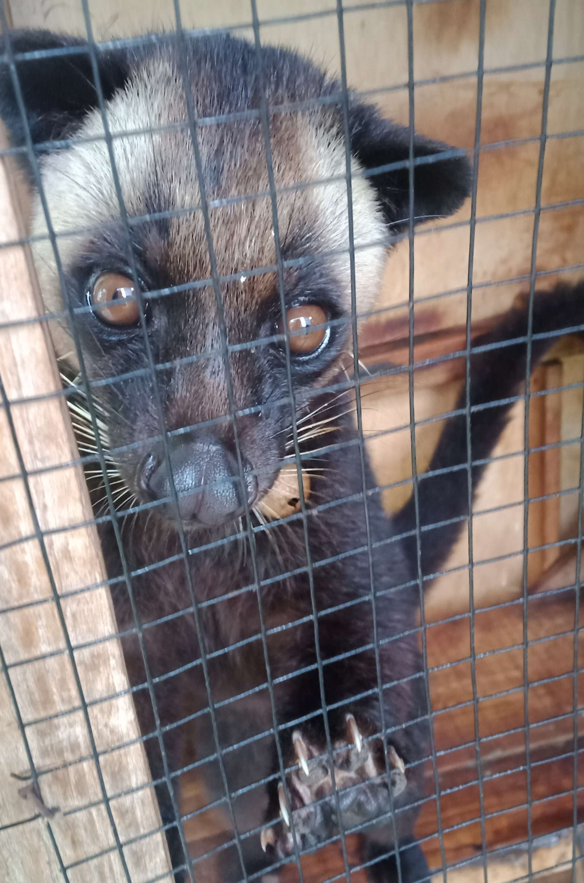 Image of masked palm civet