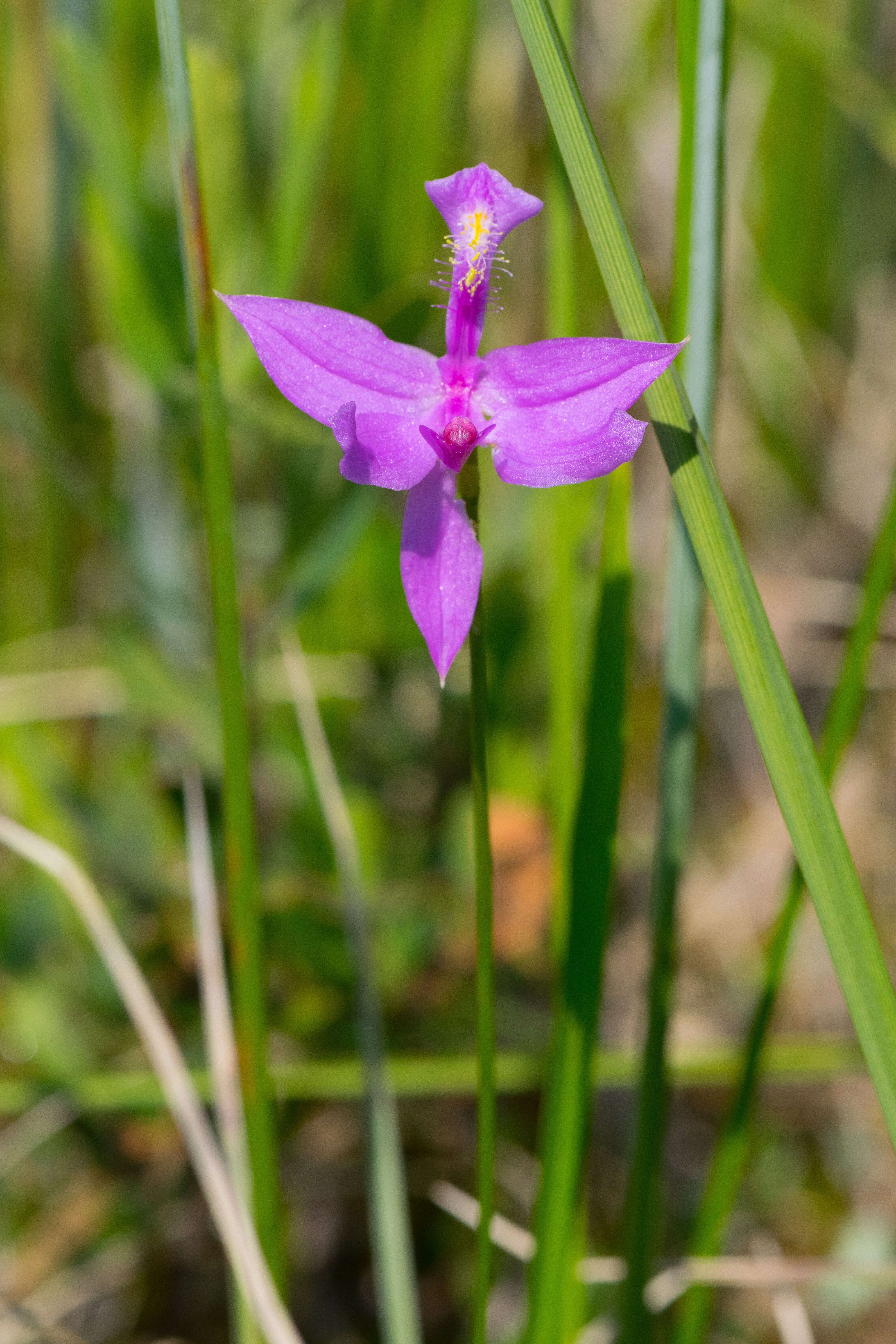 Image of tuberous grasspink