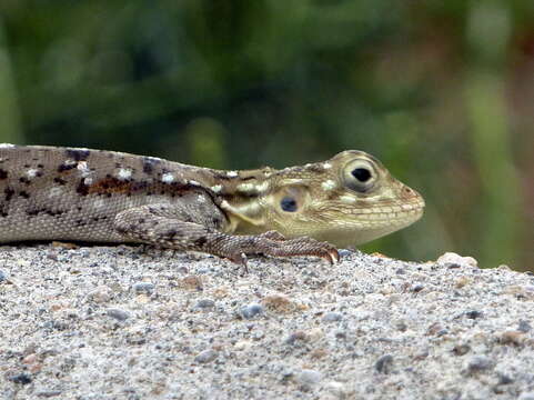 Image of Kenya Rock Agama