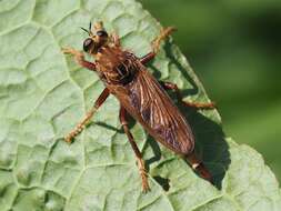 Image of Hornet robberfly