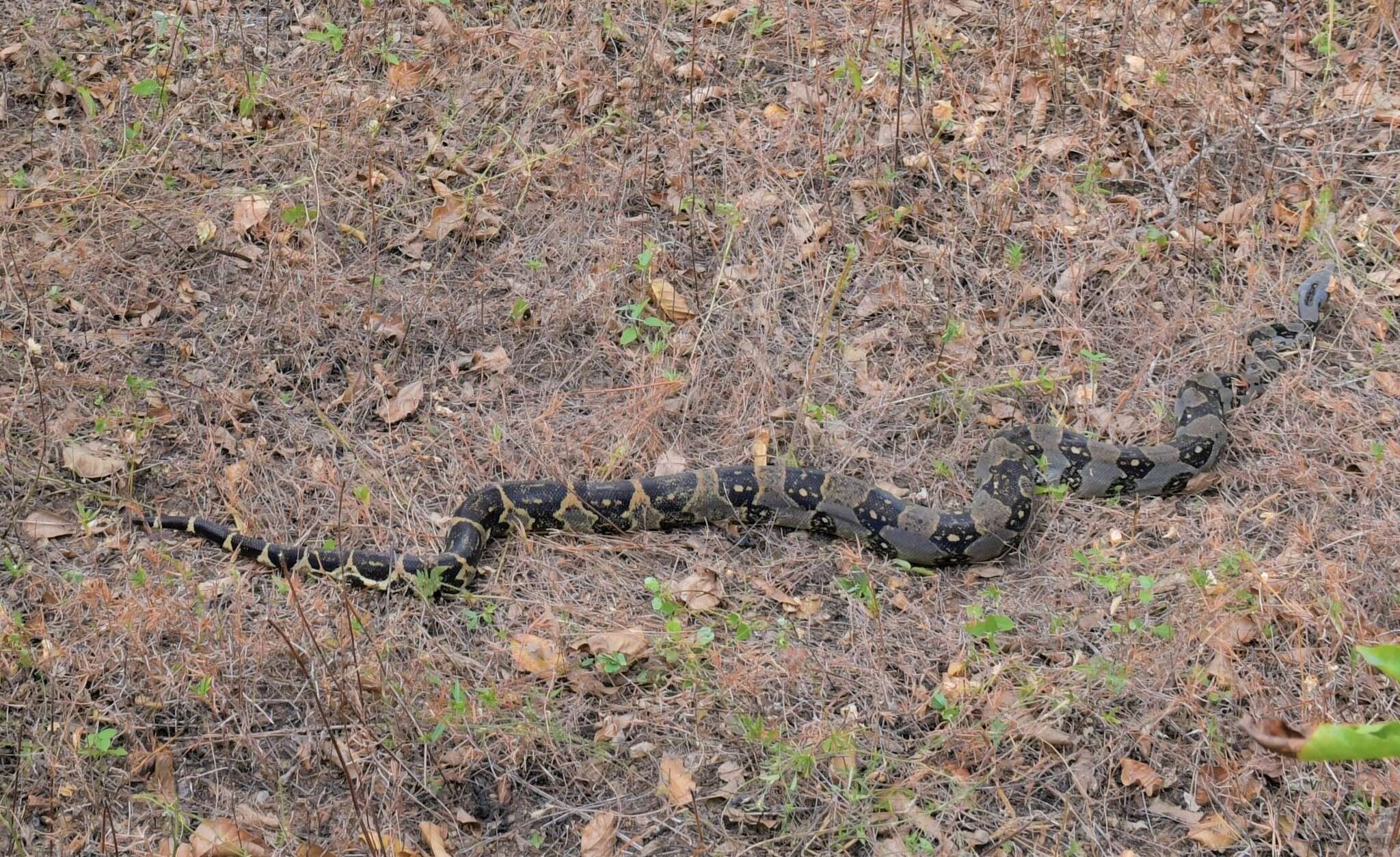 Image of Arabesque Boa