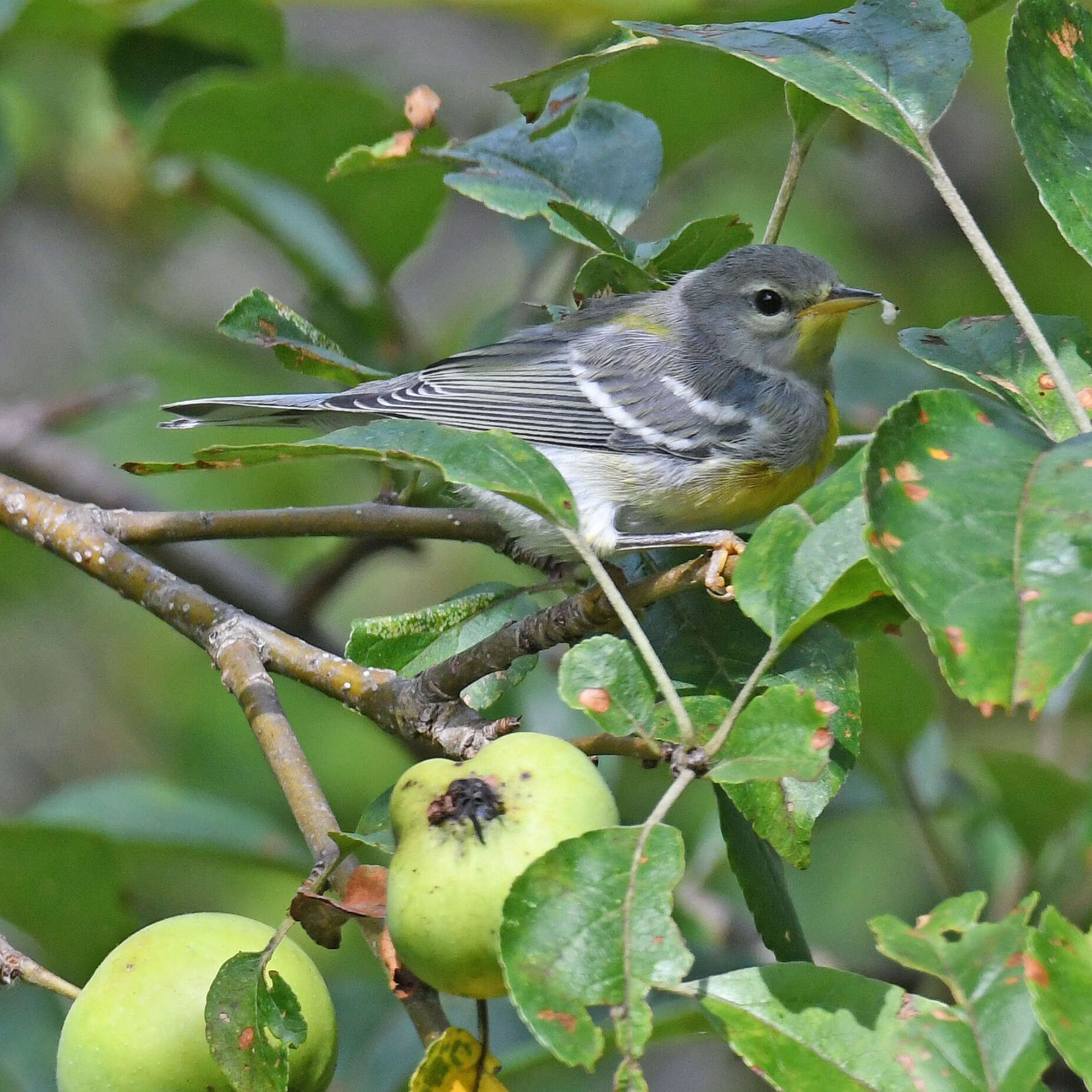 Image of Northern Parula