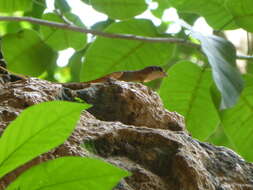 Image of West Cuban Anole