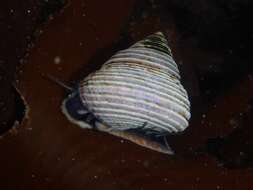 Image of Blue Top Snail