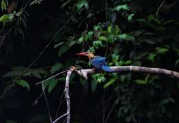 Image of Stork-billed Kingfisher