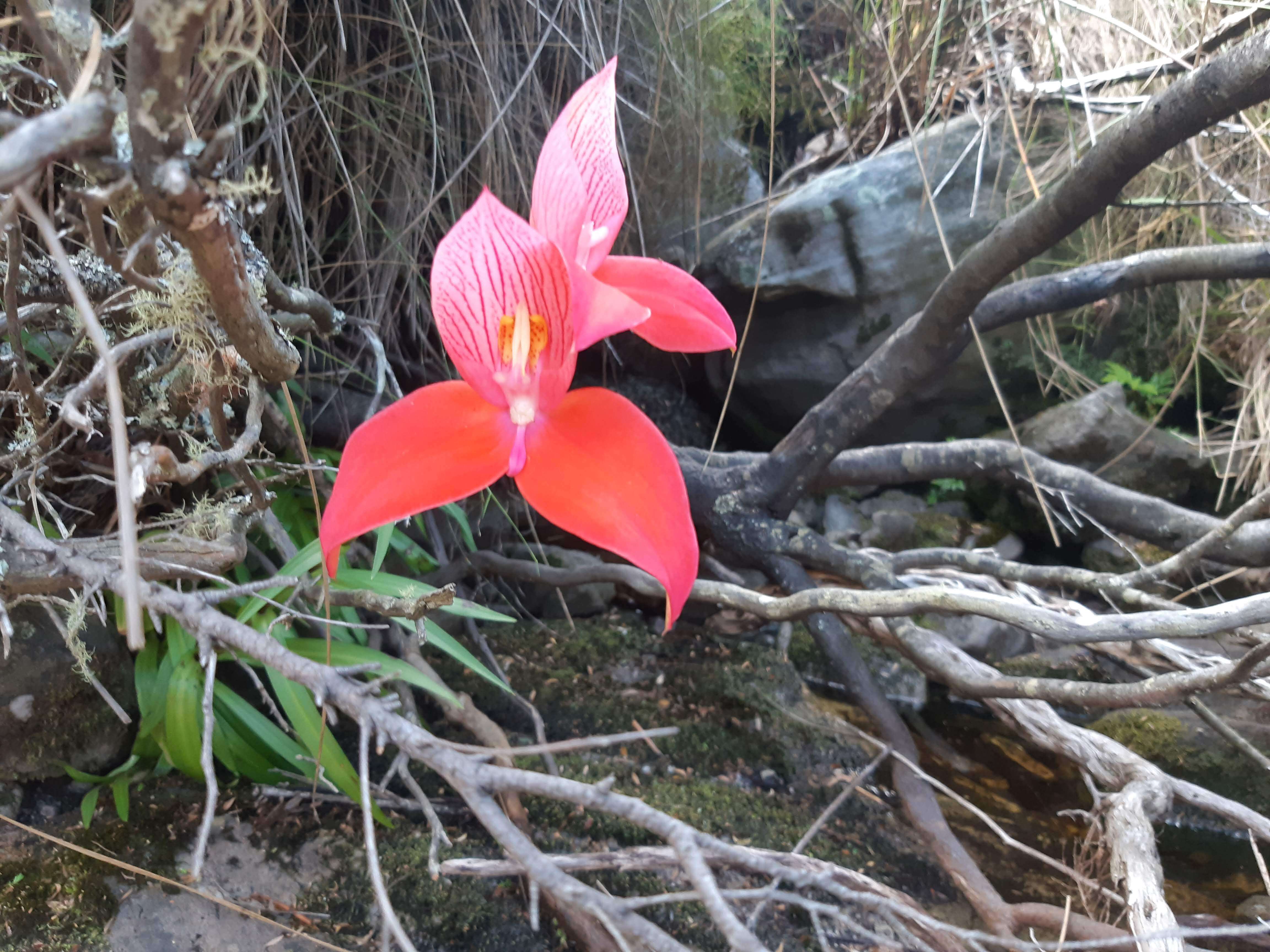 Image of Red Disa