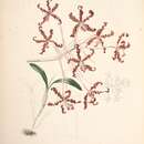 Image de Laelia undulata (Lindl.) L. O. Williams