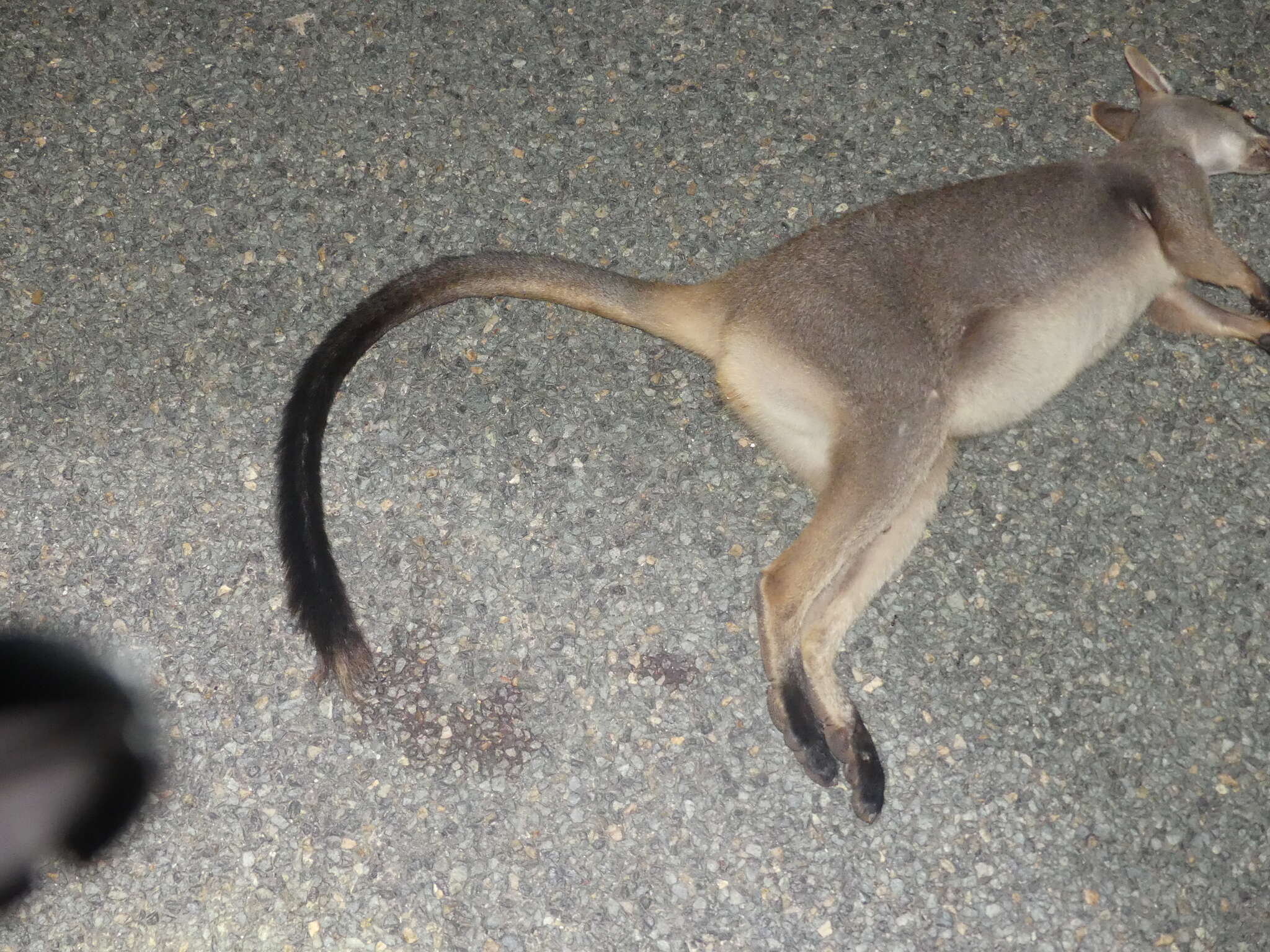 Image of Proserpine Rock Wallaby