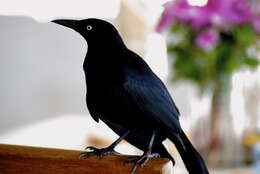 Image of Carib Grackle