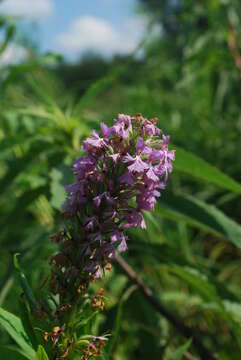 Image of Lesser purple fringed orchid