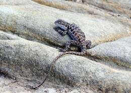 Image of Tawny Crevice-dragon