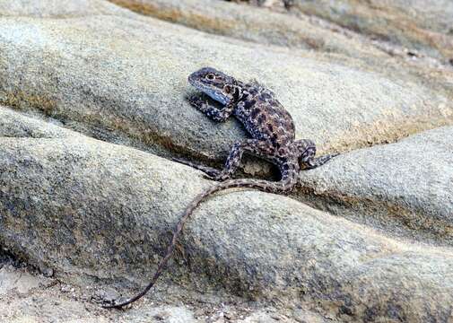 Ctenophorus decresii (Duméril & Bibron 1837) resmi