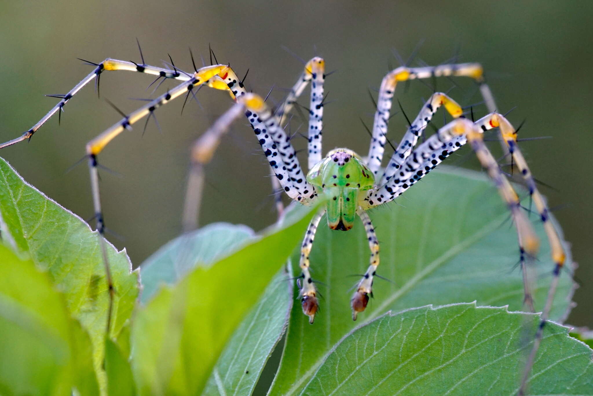 Image of Peucetia