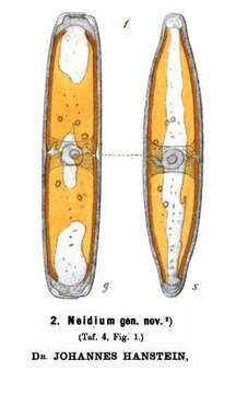 Image of Bacillariophyceae