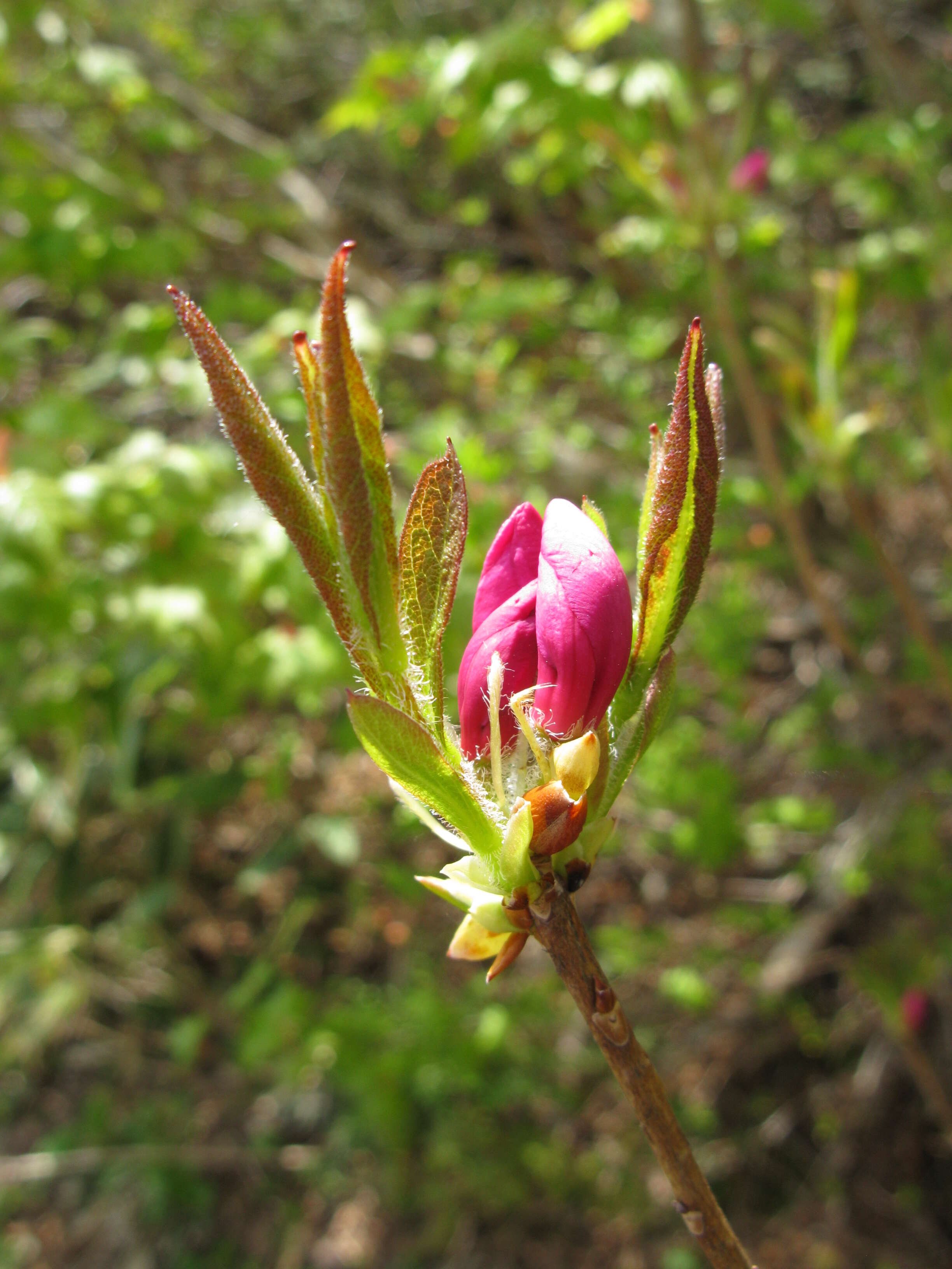 Image of Rhododendron albrechtii Maxim.