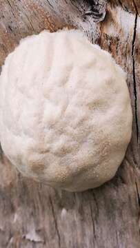 Image of Reticularia lycoperdon