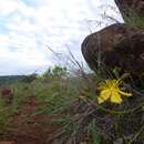 Image of Hypericum annulatum Moris