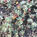 Image of Acmispon decumbens