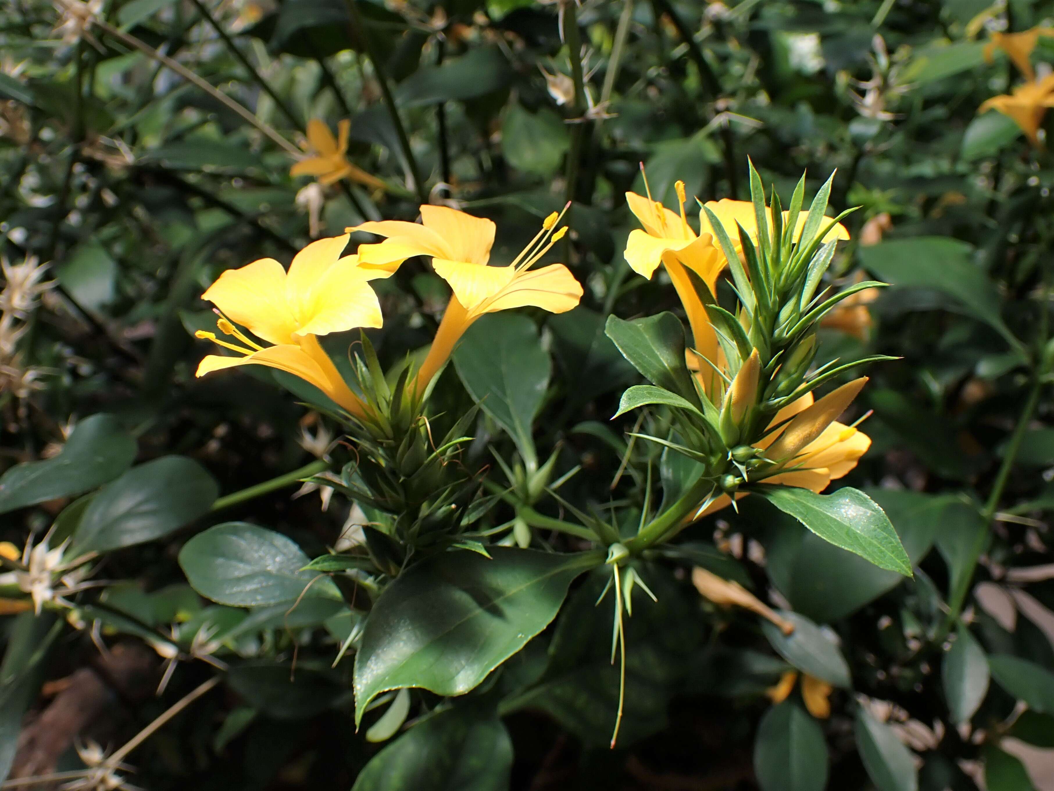 Plancia ëd Barleria prionitis L.