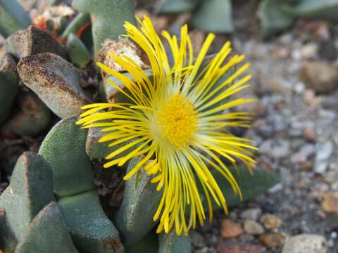 صورة Pleiospilos simulans N. E. Br.