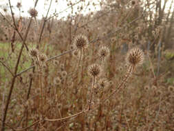 Image of small teasel