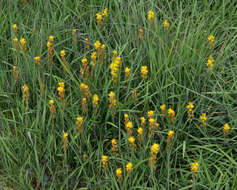 Image of Bog asphodel