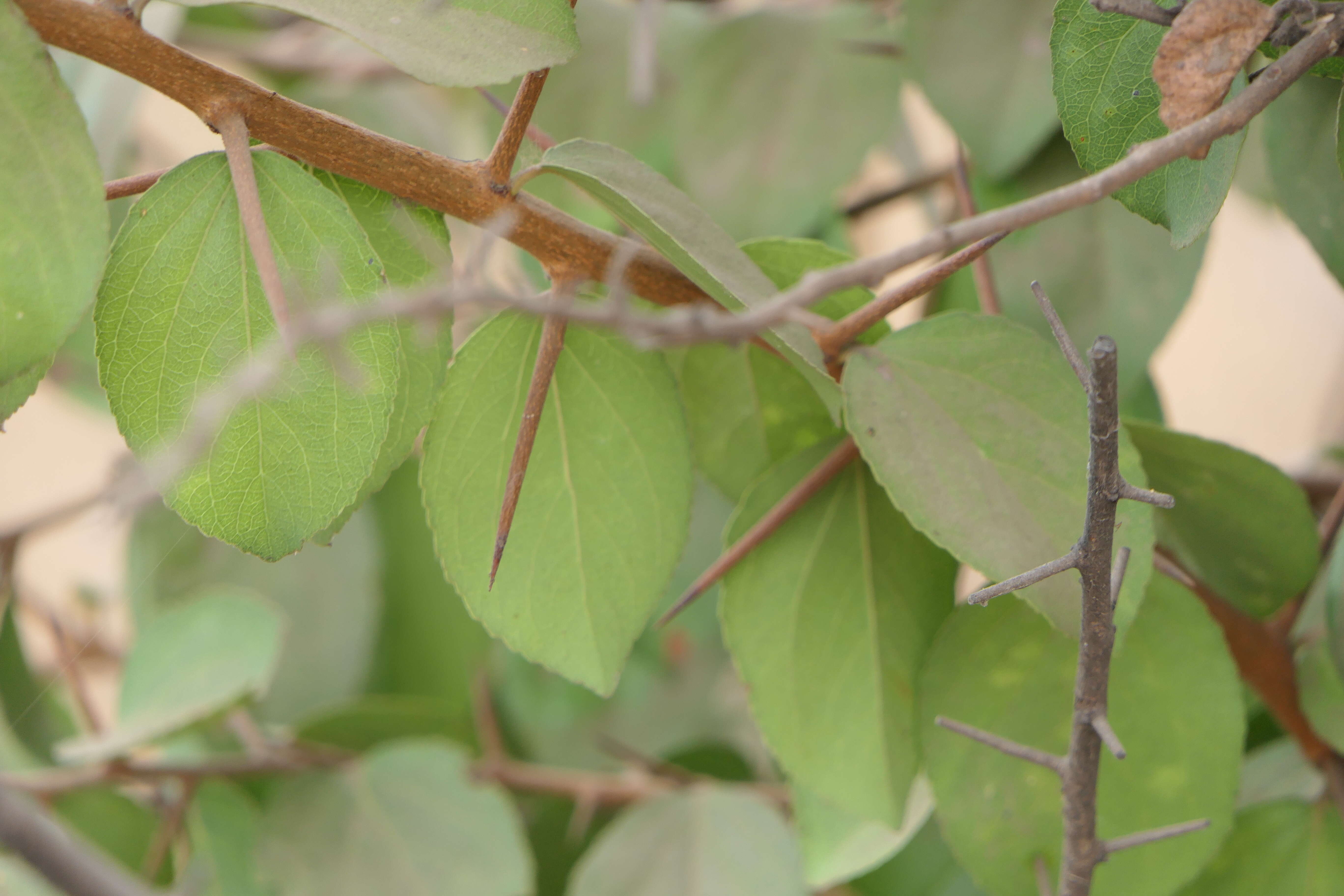 Image of governor's plum