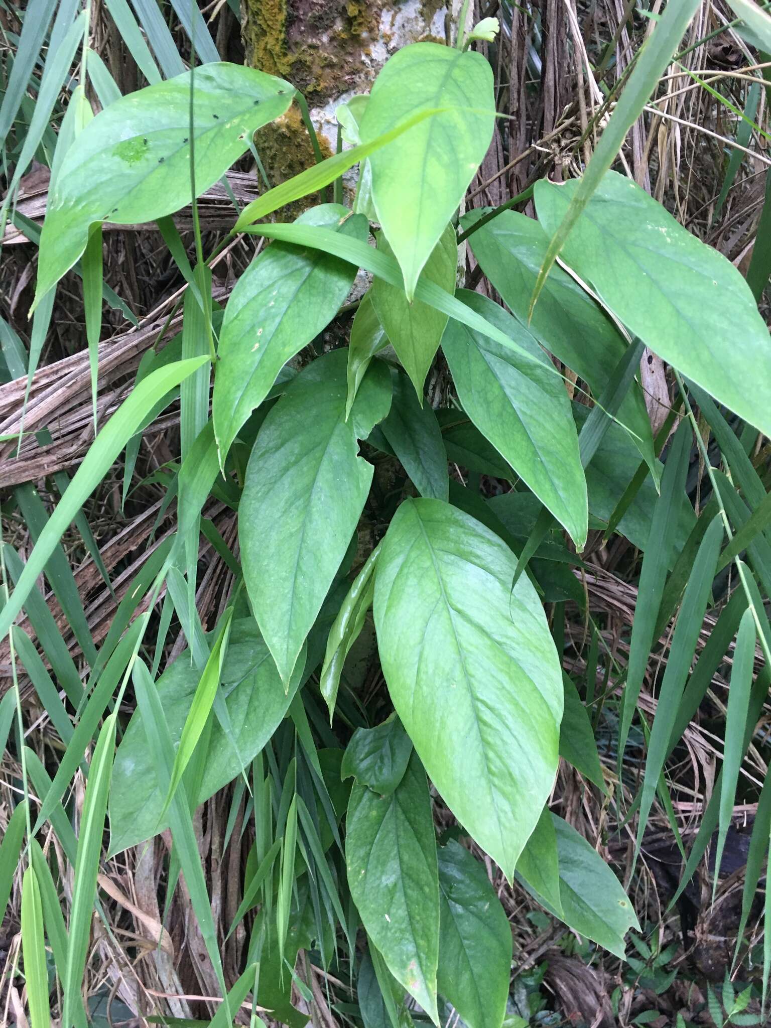 Image de Epipremnum pinnatum (L.) Engl.