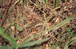 Image of Ornate Girdled Lizard