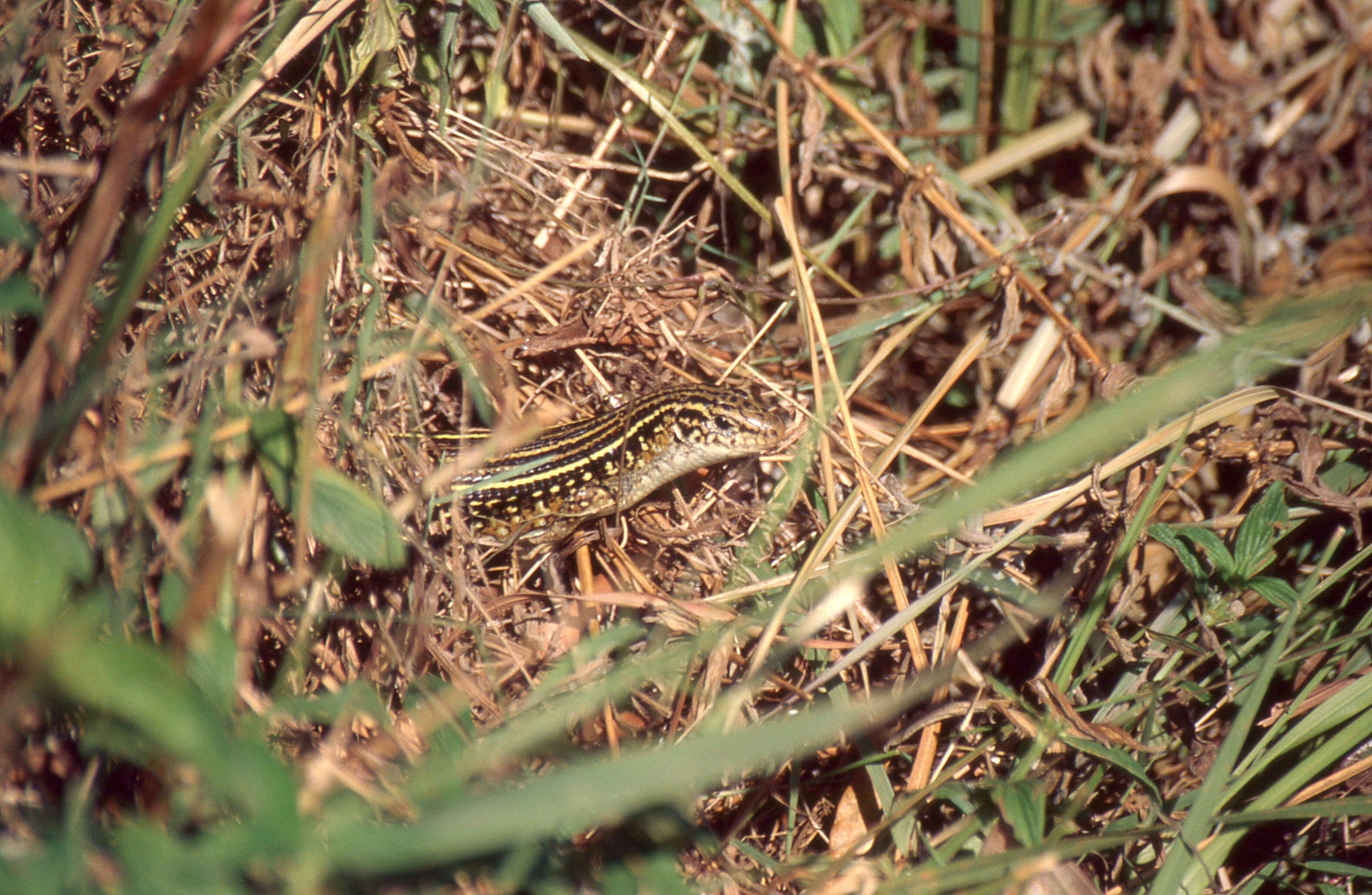 Image of Ornate Girdled Lizard