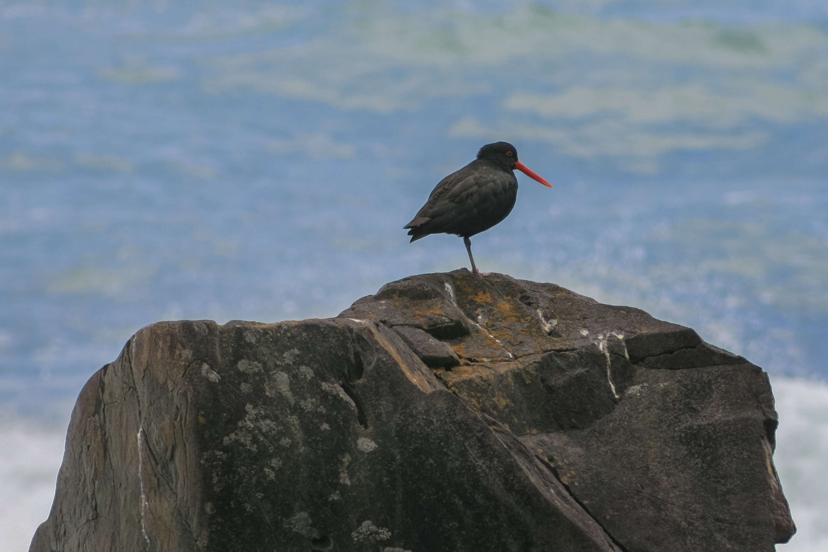 Image of Variable Oystercatcher