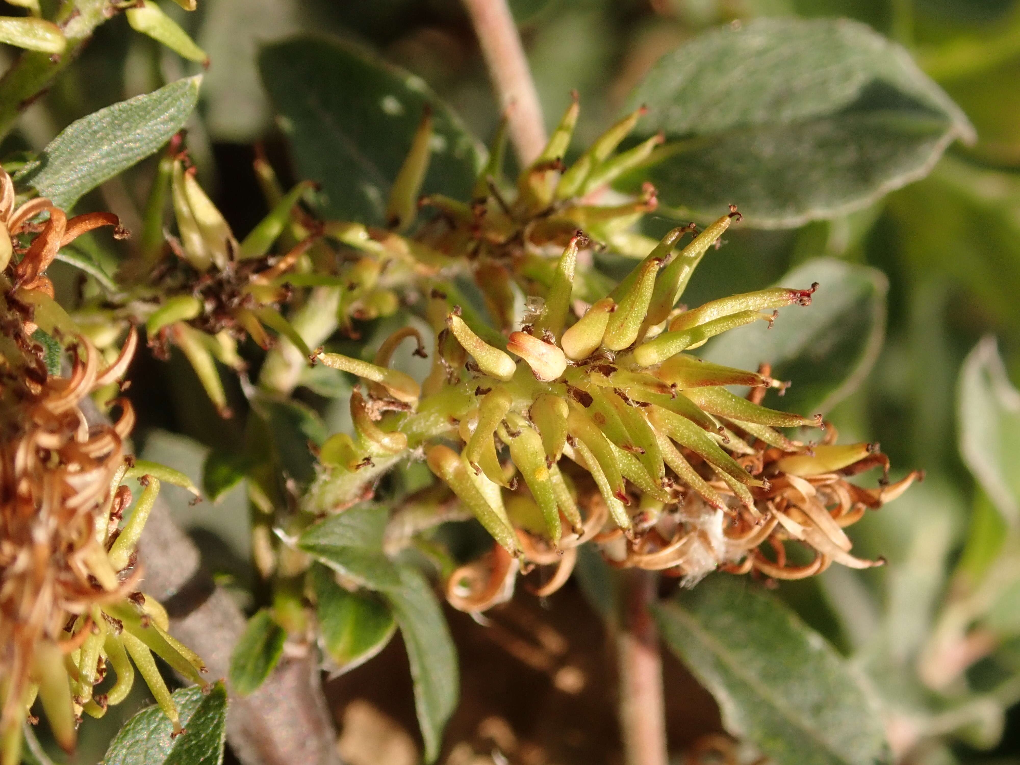 Image of Salix alpina Scop.