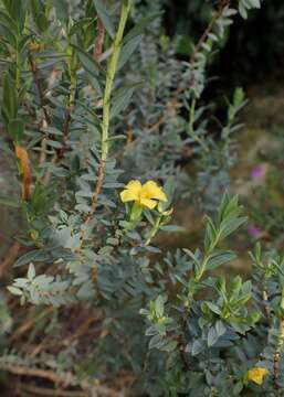 Image of Egyptian Saint John's Wort