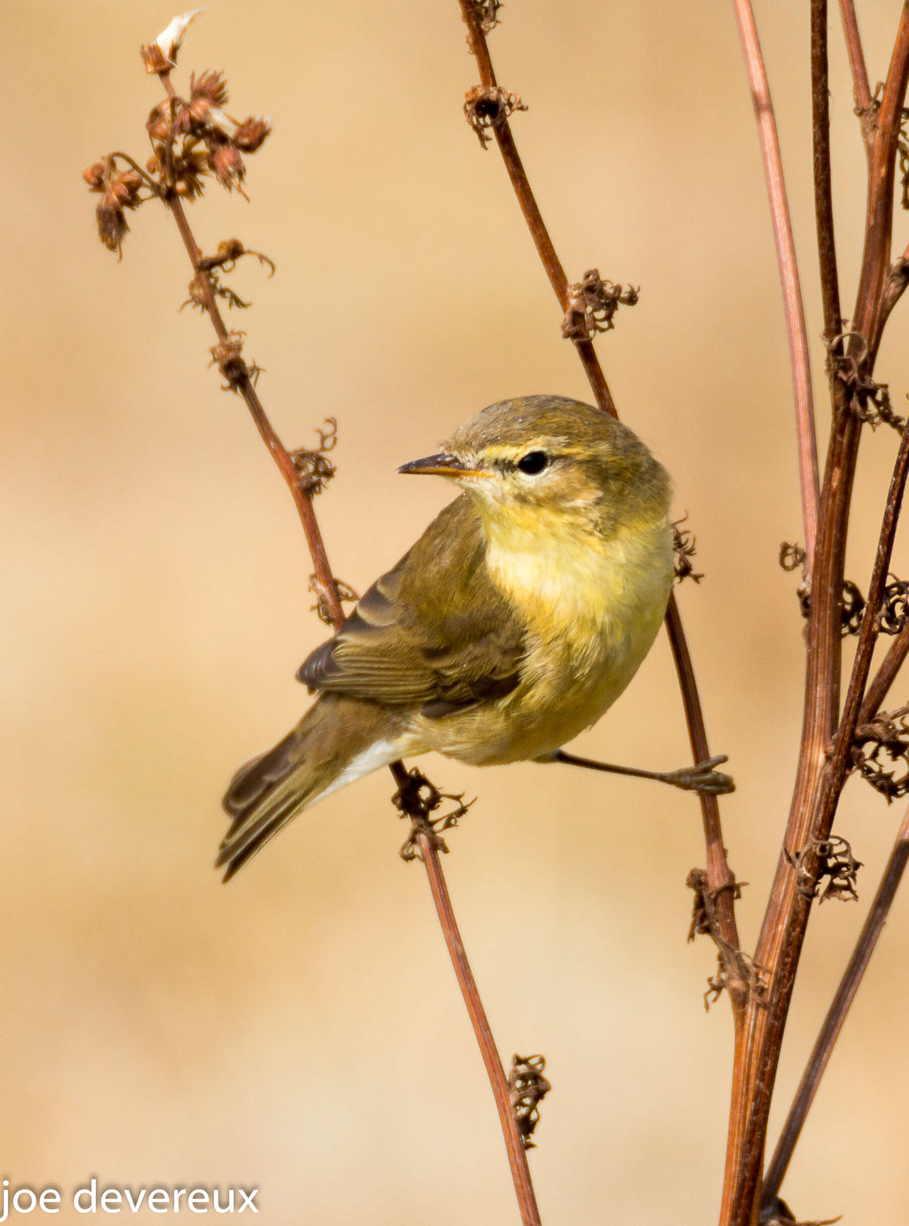 Image of Willow Warbler