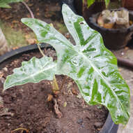 Image de Alocasia sanderiana W. Bull