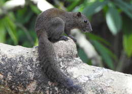 Image of Gray-bellied Squirrel