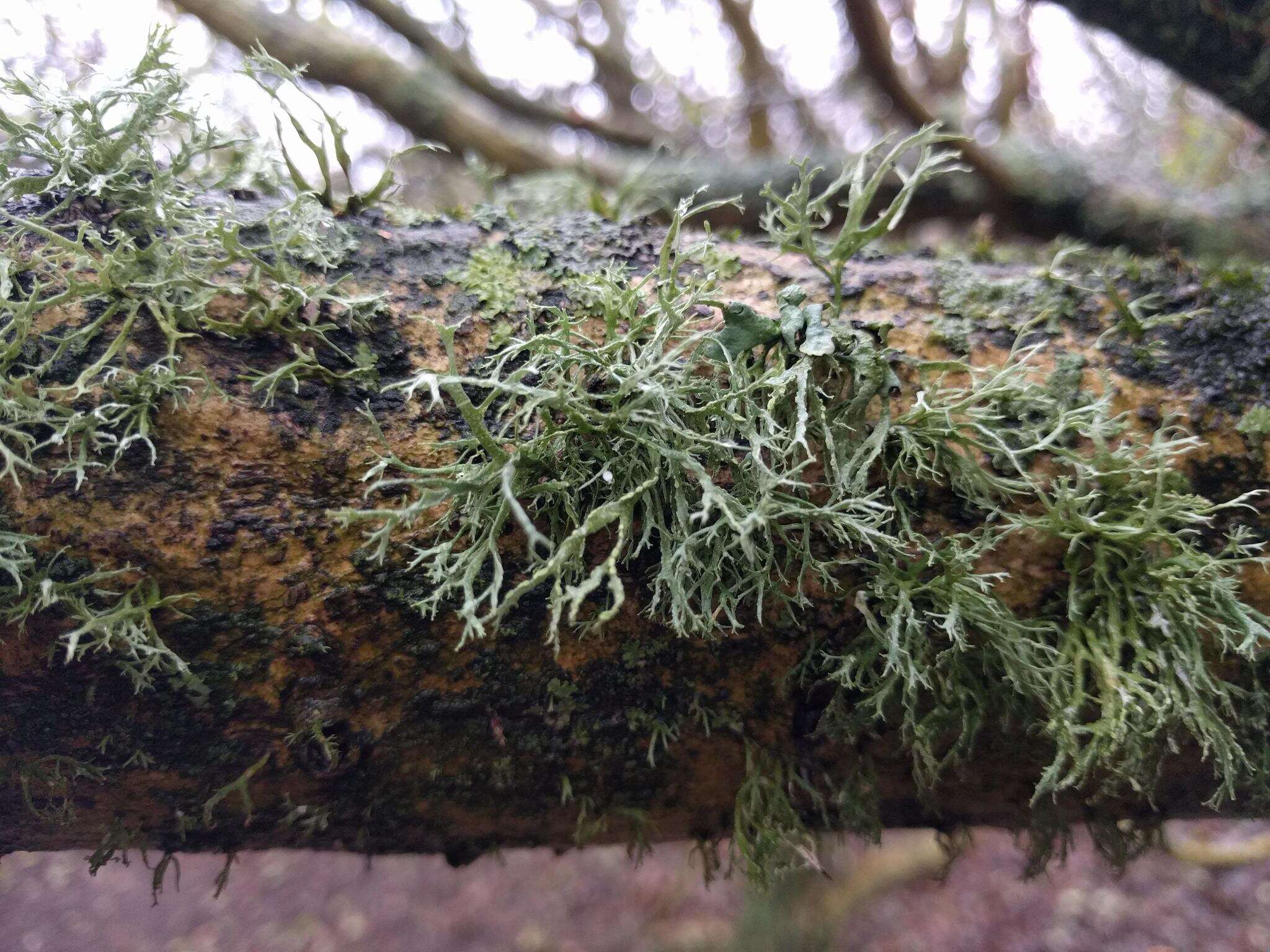 Image of farinose cartilage lichen