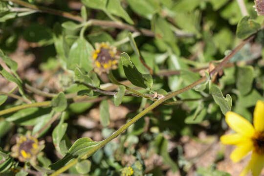 Sivun Encelia californica Nutt. kuva