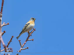 Image of Brambling